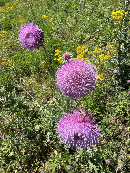 Steakburger (single)-Steak 'n Shake-Cookeville